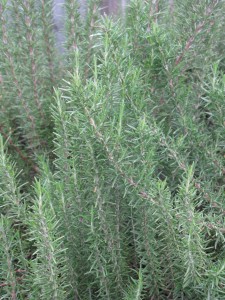 Rosemary bushes