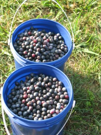 Blueberries we picked