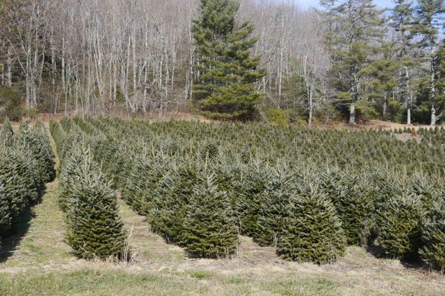 Christmas Tree farm