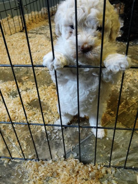dog2