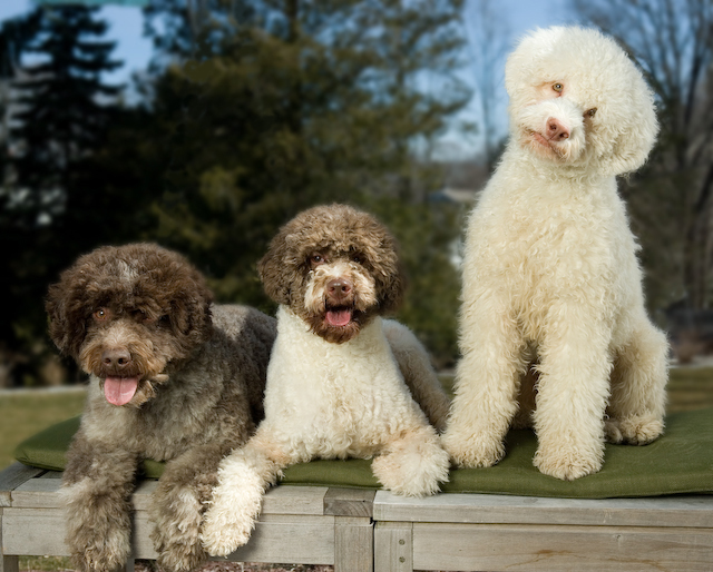 truffle dogs lagotto romagnolo truffle digging dogs from italy are now bred at the blackberry truffle dogs lagotto romagnolo truffle digging dogs from italy are now bred at the blackberry