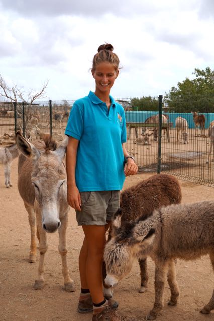 volunteer at donkey sanctuary