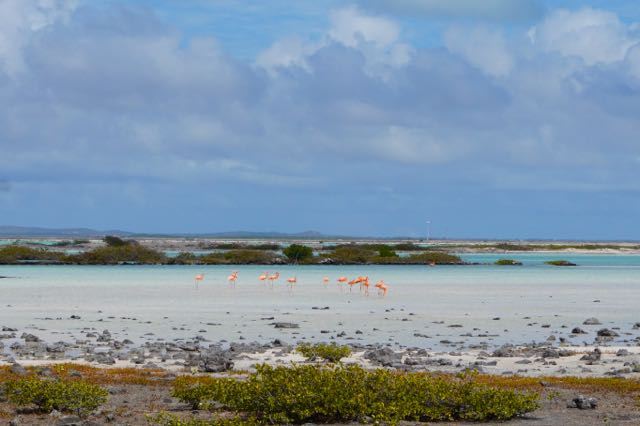 Flamingos Bonaire