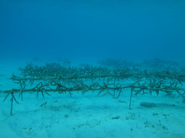 Bonaire coral